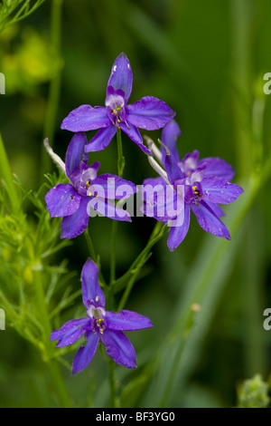 Forking Delphinium consolida regalis ; cornfield, Viscri. Banque D'Images