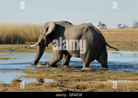 Stock photo d'un éléphant mâle pour traverser un ruisseau, Réserve de Linyanti, au Botswana. Banque D'Images