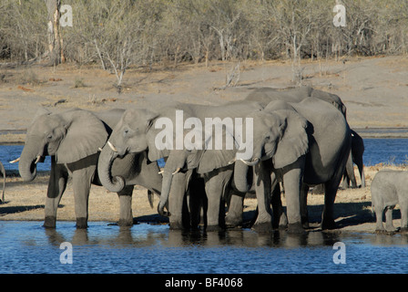 Stock photo d'un groupe d'éléphants de l'eau potable, du Linyanti, au Botswana. Banque D'Images