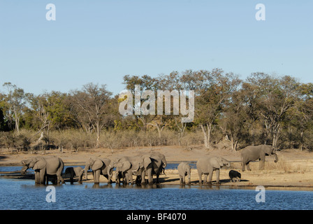 Stock photo d'un groupe d'éléphants de l'eau potable, du Linyanti, au Botswana. Banque D'Images