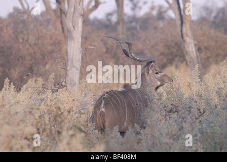 Stock photo d'agreater koudou (Tragelaphus strepsiceros) Bull dans le bois, Chitabe, Okavango Delta, Botswana. Banque D'Images