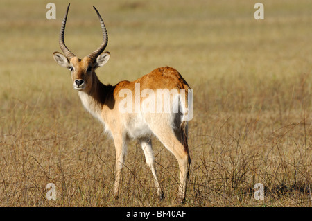 Stock photo d'un mâle cobes lechwes rouges debout dans le Delta de l'Okavango, au Botswana. Banque D'Images