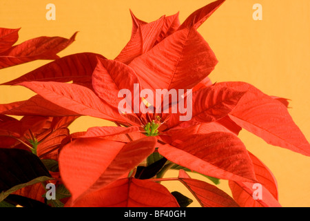 Poinsettia close-up sur fond jaune Banque D'Images