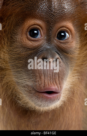 Portrait en gros bébé Orang Outang de Sumatra, âgé de 4 mois Banque D'Images