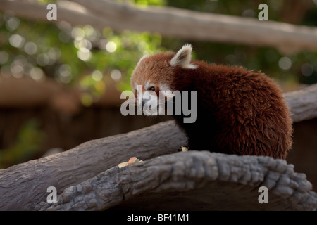 Un panda rouge se nourrissent d'une sélection variée de bambou et de fruits frais. Banque D'Images