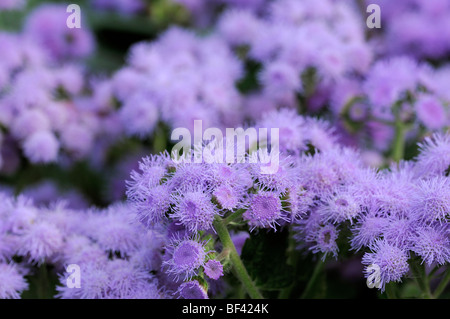 Ageratum houstonianum blue mink annuelle fleurs fleur abondante masse profusion couleur couleur Banque D'Images