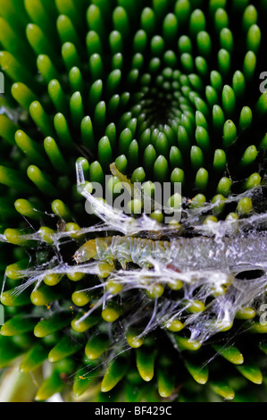 Petite Larve Chenille blanche tissage tissage des larves de parasites nid cocon faire détruire l'échinacée capitule bud Banque D'Images