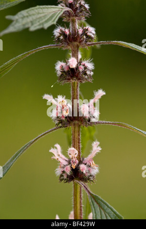 Agripaume Leonurus cardiaca en fleur. Et médicinales plante toxique ; avec des oeufs de chrysopes attaché. Banque D'Images