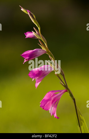 Glaïeul des Marais, Gladiolus palustris. La Roumanie. Banque D'Images