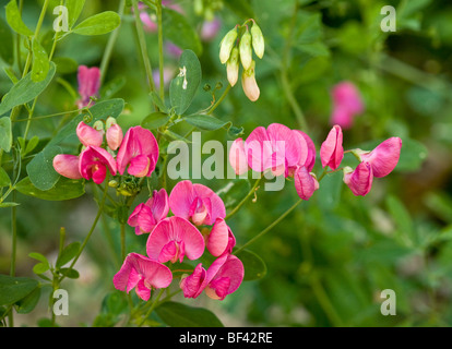 Pois Pois Fyfield tubéreuse Lathyrus tuberosus ou en fleur ; plants, Alpes, France. Banque D'Images