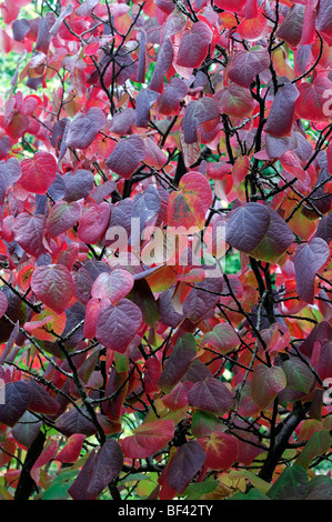 Prunus serrula smoke tree bush lumineux vibrant rouge orange jaune couleur couleur gris feuilles feuille close up detail Banque D'Images