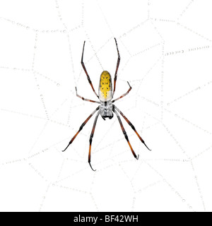 Globe Doré-Spider web sur spider web, Nephila inaurata madagascariensis, against white background Banque D'Images