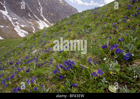 Belles, riches en espèces, des pâturages avec des masses de gentianes (Gentiana acaulis trompette Col d'Agnel, Parc Naturel Régional du Queyras alpes Banque D'Images