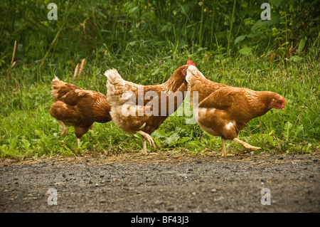 Trois poulets bruns à changement libre errant le sur une piste de terre dans la campagne britannique. Banque D'Images