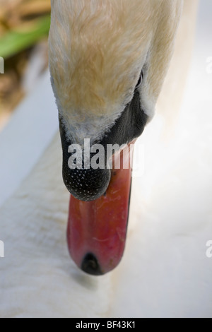 Swan Abbotsbury Swannery Dorset Angleterre Banque D'Images