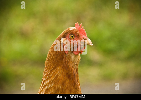 Gros plan de la tête de poulet brun clair, avec un larmoiement rouge et un peigne avec un arrière-plan extérieur flou. Banque D'Images