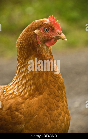 Vue latérale d'un poulet brun clair avec peigne rouge et larmoiement vu dans un cadre extérieur flou. ROYAUME-UNI Banque D'Images