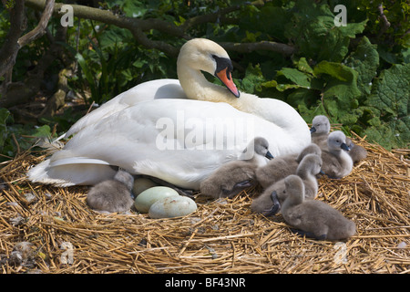 Swan et cygnets sur un nid Abbotsbury Swannery Dorset Angleterre Banque D'Images