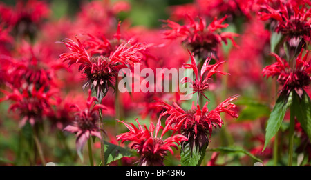 Monarda 'sur le jardin scarlet' Bergamote, UK Banque D'Images