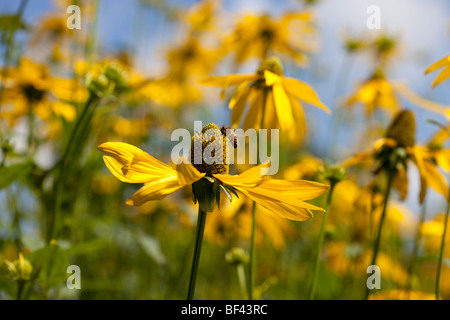 Rudbeckia nitida 'Herbston' sur une journée ensoleillée Banque D'Images