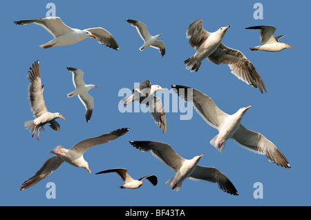 Mouettes assortis isolé sur un ciel bleu Banque D'Images