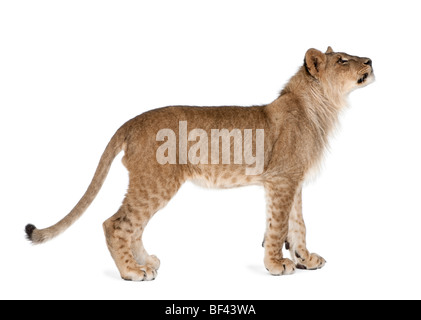 Vue latérale du jeune lion, Panthera leo, 8 mois, standing against white background, studio shot Banque D'Images