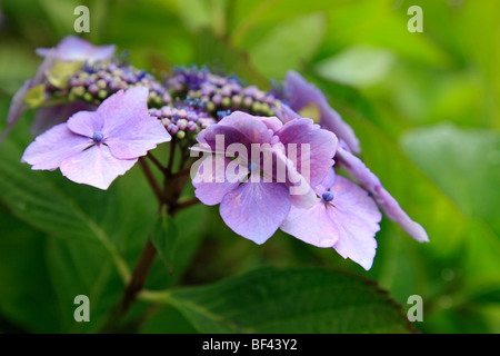 Hortensia bleu Banque D'Images