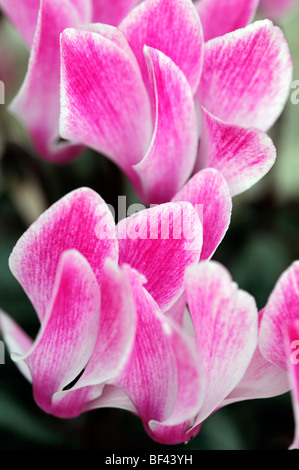 La sierra de cyclamens hybrides F1 mixte marbré rose vivace fleurs fleur fleur de ressort Banque D'Images