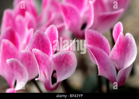 La sierra de cyclamens hybrides F1 mixte marbré rose vivace fleurs fleur fleur de ressort Banque D'Images