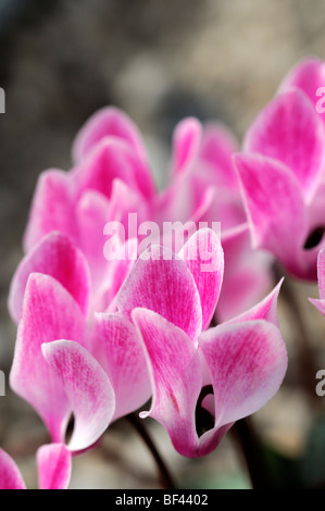 La sierra de cyclamens hybrides F1 mixte marbré rose vivace fleurs fleur fleur de ressort Banque D'Images