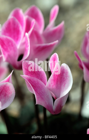 La sierra de cyclamens hybrides F1 mixte marbré rose vivace fleurs fleur fleur de ressort Banque D'Images