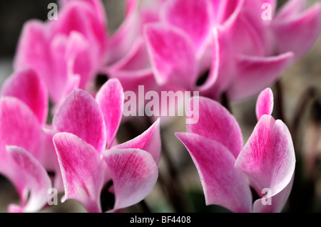 La sierra de cyclamens hybrides F1 mixte marbré rose vivace fleurs fleur fleur de ressort Banque D'Images