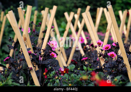 Dahlia 'happy wink' seule feuille foncé lilas avec une grande zone rouge-violet autour du centre d'appui en bois protection protéger Banque D'Images