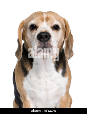Beagle, 9 ans, in front of white background, studio shot Banque D'Images