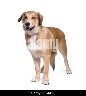Chien de race mixte entre un Berger Australien et Golden Retriever, âgé de 5 mois, in front of white background Banque D'Images