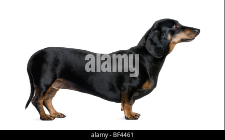 Teckel, 6 ans, in front of white background, studio shot Banque D'Images