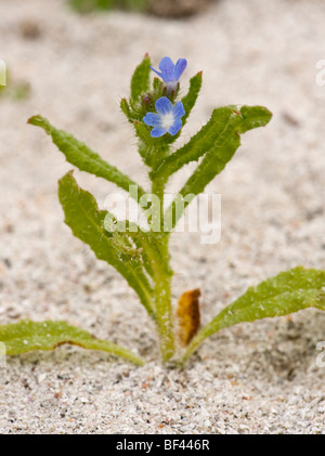 = Lycopsis arvensis Anchusa Vipérine commune, sur le sable ; South Uist, Hébrides extérieures, en Écosse Banque D'Images