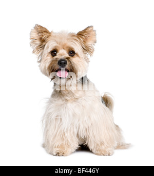 Biewer Terrier, 4 ans, in front of white background, studio shot Banque D'Images