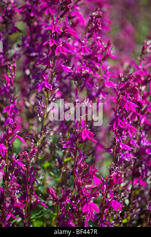 Couleur magenta vibrant Lobelia speciosa 'Tania Banque D'Images