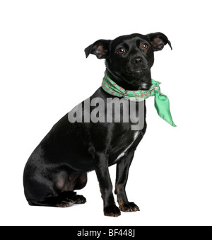 Mixed breed dog entre un Chihuahua et un teckel, in front of white background Banque D'Images