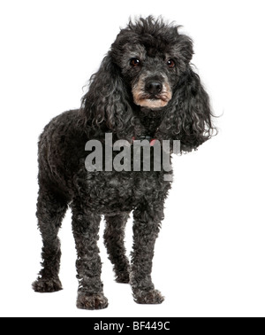 Vieux caniche noir, 12 ans, en face de awhite background, studio shot Banque D'Images