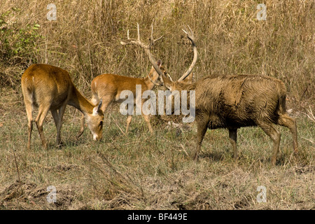 Stah & n'Barasingha, aka Swamp deer, Cervus duvauceli, la Réserve de tigres de Kanha, aka Kanha National Park, Inde Banque D'Images