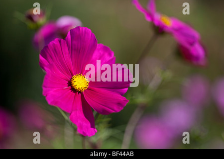 Beautiful pink Cosmos dans de douces été soleil Banque D'Images