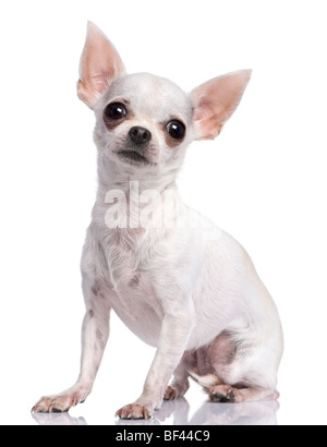 Chihuahua blanc, 3 ans, assis devant un fond blanc, studio shot Banque D'Images