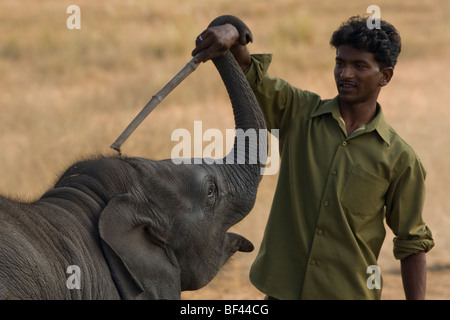 Mahout jouer avec bébé éléphant d'Asie, Elephas maximas, Bandhavgarh National Park, de l'Asie de l'Inde Banque D'Images