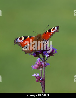 Papillon paon pourpre sur la Verveine Banque D'Images