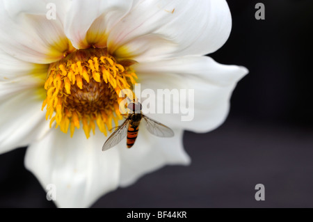 L'alcool boire hoverfly pollen nectar pollinisateur, la pollinisation d'une fleur solitaire unique Dahlia fleur blanc Banque D'Images
