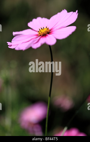 Beautiful pink Cosmos dans de douces été soleil Banque D'Images