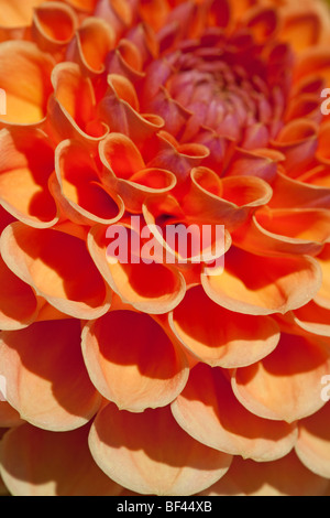 De près de l'un en forme de coeur sur pétales de couleur orange Dahlia Banque D'Images