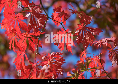 Acer japonicum 'Aconitifolium', dans des couleurs d'automne contre un ciel bleu Banque D'Images